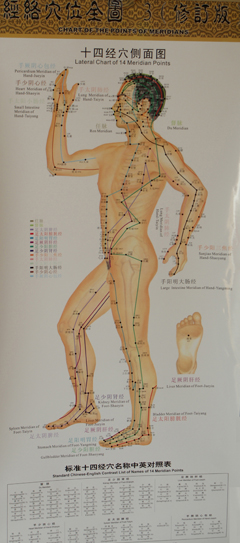 十四經(jīng)穴側面圖
