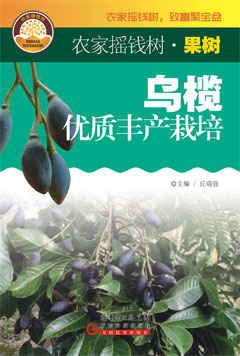 烏欖優(yōu)質(zhì)豐產(chǎn)栽培